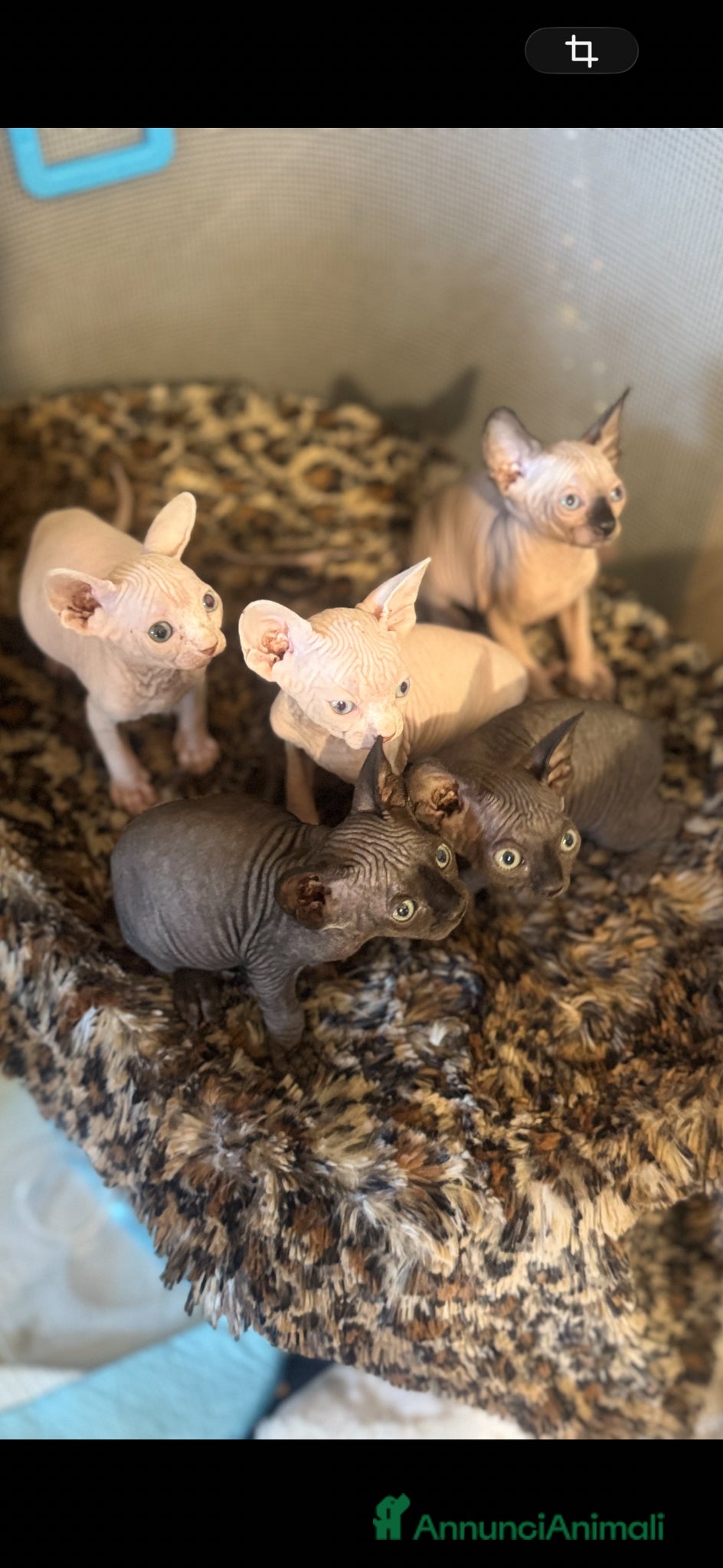Sphynx gatti Splendidi cuccioli di Sphynx disponibili - Annuncio 9