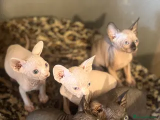 Sphynx gatti Splendidi cuccioli di Sphynx disponibili - Annuncio 9