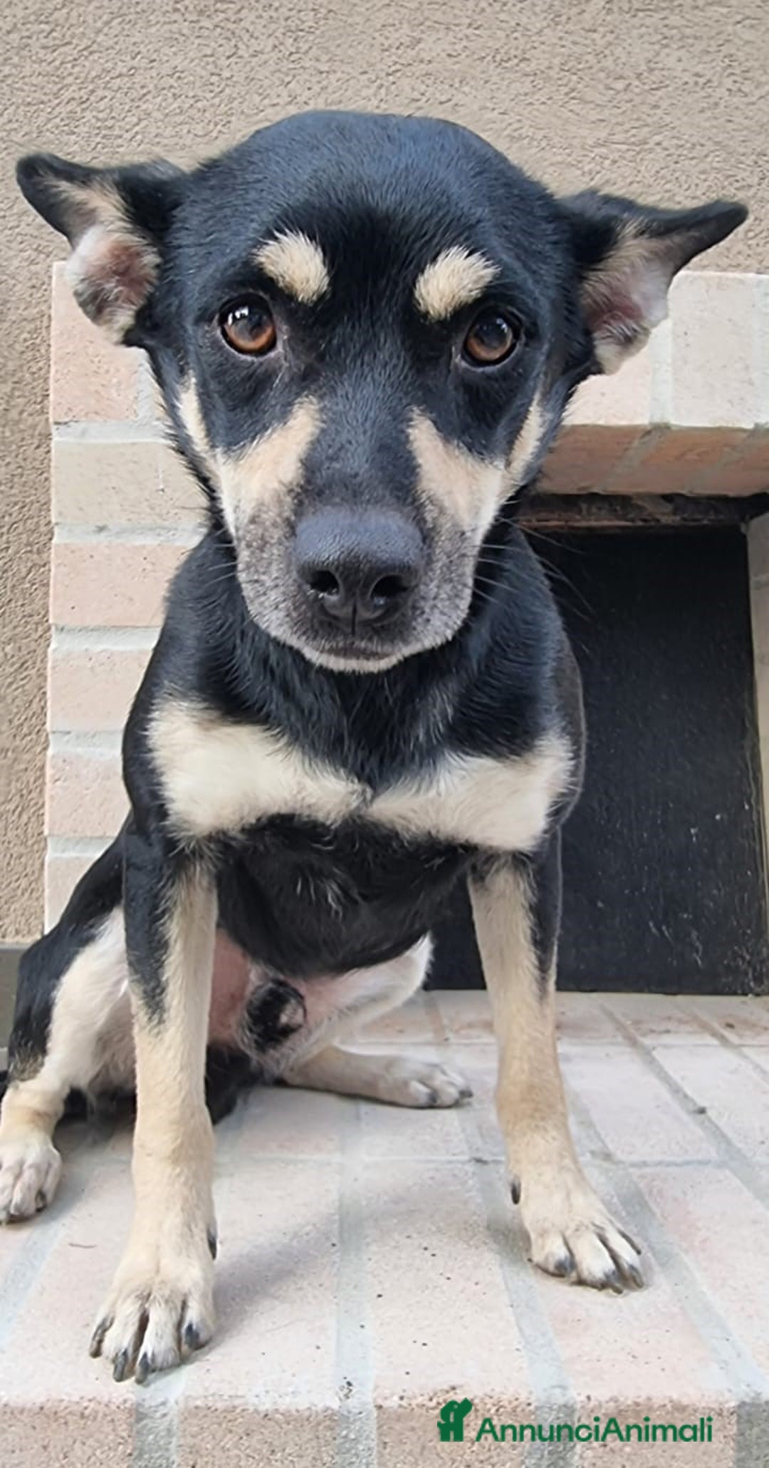 Meticcio cani in regalo: Una casa e tanto amore per Miele e Neve - Annuncio 8