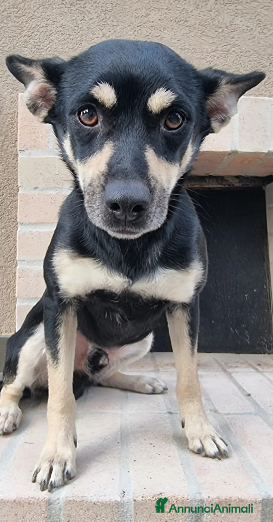 Meticcio cani in regalo: Una casa e tanto amore per Miele e Neve - Annuncio 8