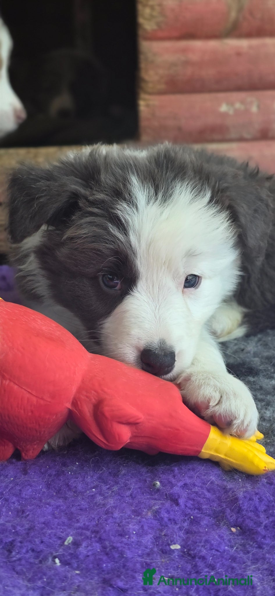 Border Collie cani Border collie blue e bianco  - Annuncio 1