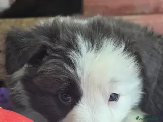 Border Collie cani Border collie blue e bianco - Annuncio 1