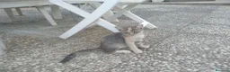 Meticcio gatti in regalo: Tre gattini - Annuncio 3