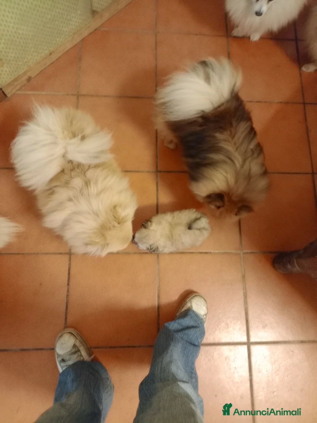 Spitz cani in vendita: Cuccioli volpino spitz  a Provincia di Como - Annuncio 5