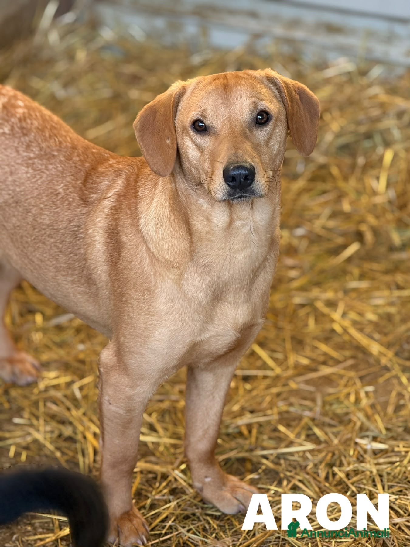 Meticcio cani AARON e ARES, i cuccioloni più dolci e sfortunati! - Annuncio 8