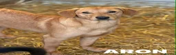 Meticcio cani in regalo: AARON e ARES, i cuccioloni più dolci e sfortunati! - Annuncio 1