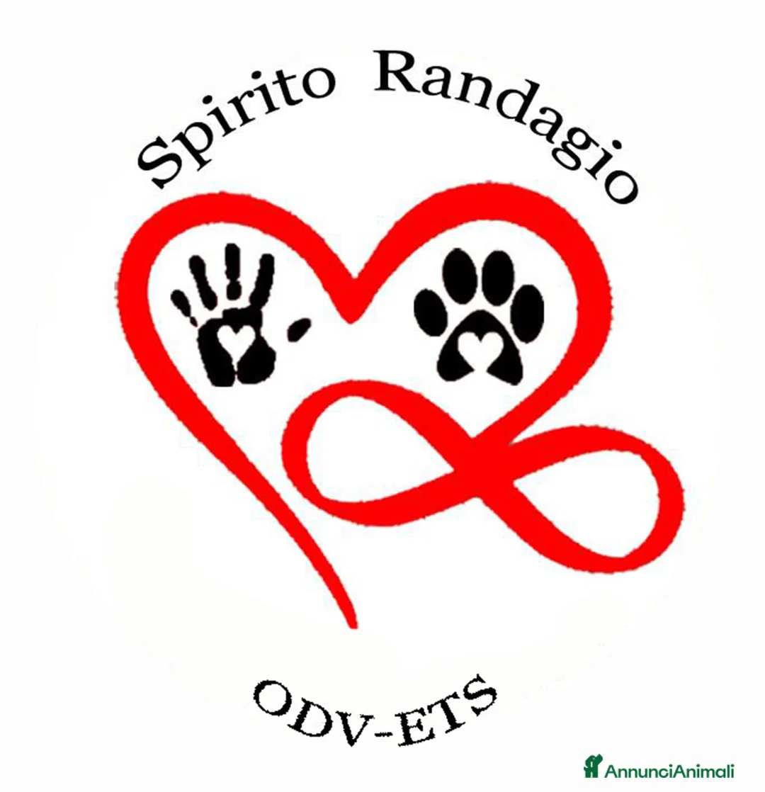 Immagine della galleria {{count}}