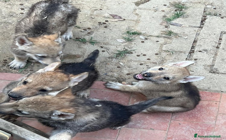Lupo Cecoslovacco cani a Provincia di Forlì-Cesena - Annuncio 1