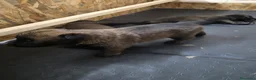 Pastore Belga cani in vendita: SUPER CUCCIOLI PASTORE BELGA MALINOIS  - Annuncio 3
