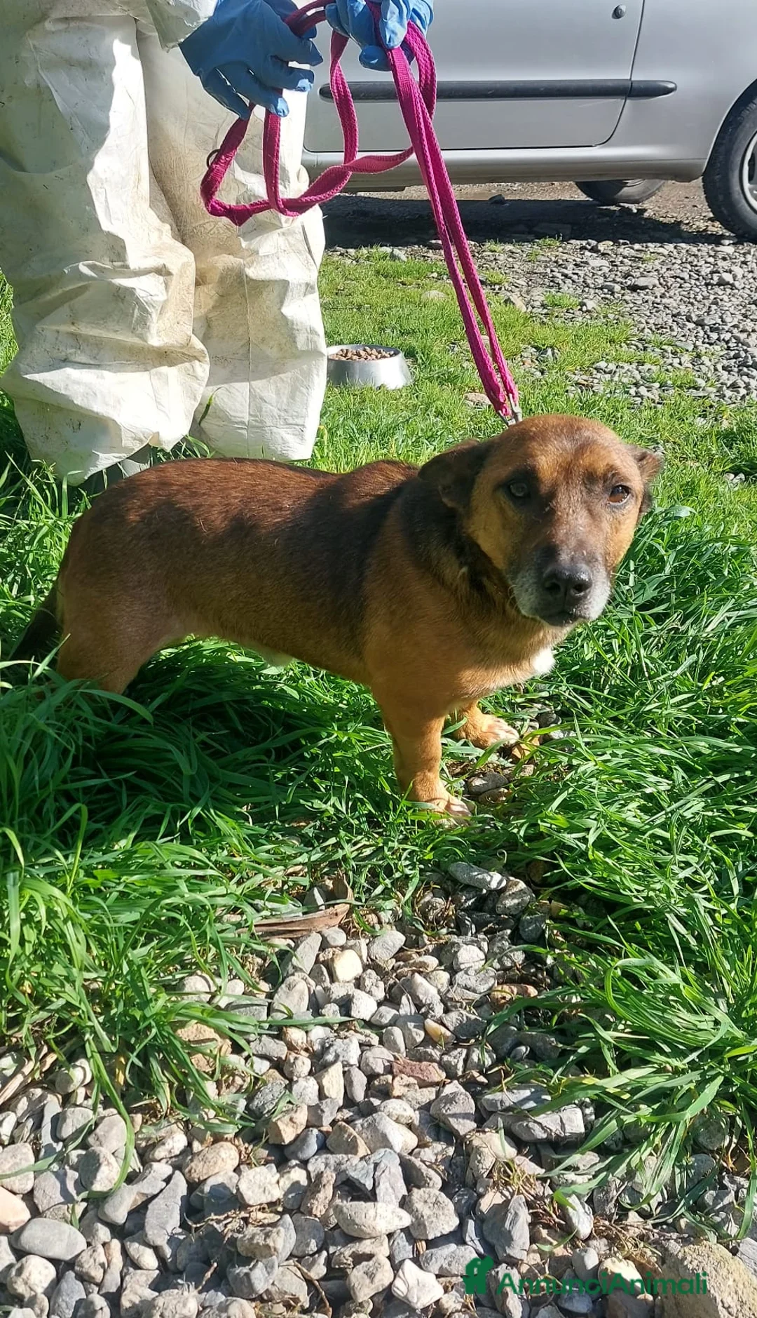 Meticcio cani in regalo: Giacomino  - Annuncio 4