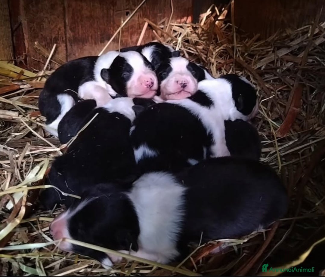 Border Collie cani in vendita: Border Collie  - Annuncio 1
