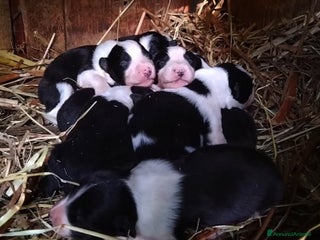 Border Collie cani Border Collie - Annuncio 24