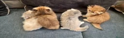 British gatti in vendita: British longhair  - Annuncio 4