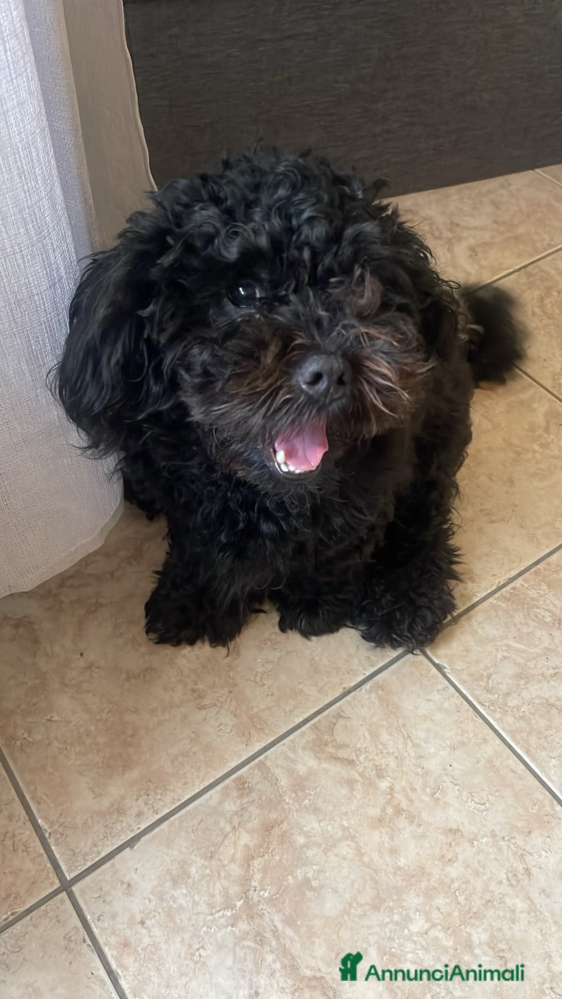 Maltipoo cani Cerco fidanzatina - Annuncio 1
