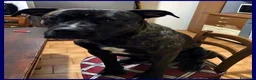 Meticcio cani in regalo: TYSON bello e sfortunato! - Annuncio 2
