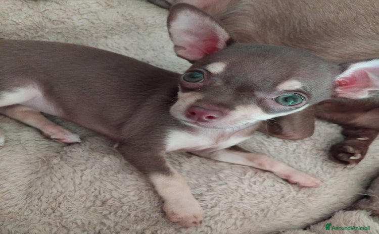 Chihuahua cani a Città metropolitana di Milano - Annuncio 2