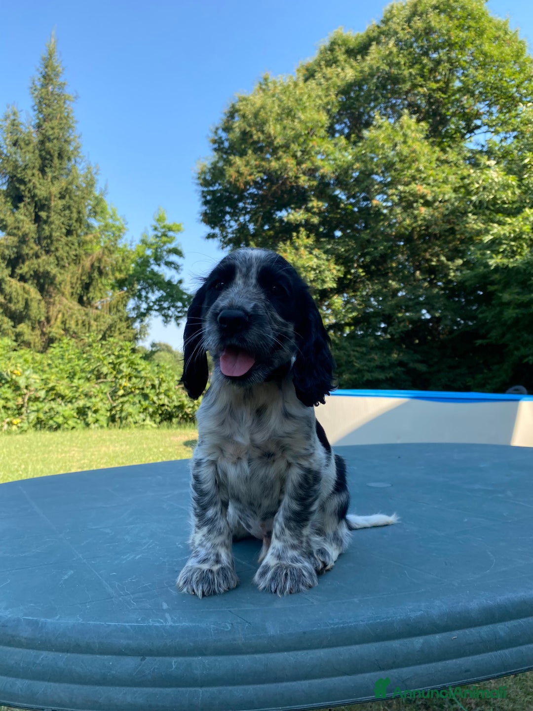 Cocker cani in vendita: Cuccioli di Cocker Spaniel Inglese a Provincia di Frosinone - Immagine 4
