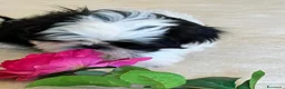 Shih Tzu cani in vendita: Cuccioli Shih Tzu pronti a settembre! - Annuncio 16