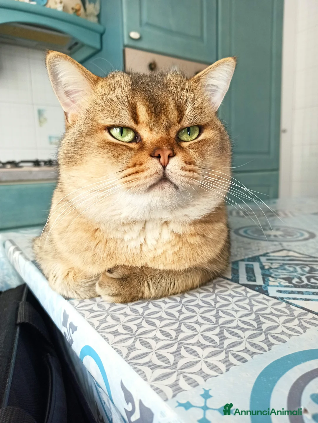 Scottish gatti per accoppiamento: Gatto Scottish Straight disponibile per monte a Provincia di Reggio Emilia - Annuncio 3