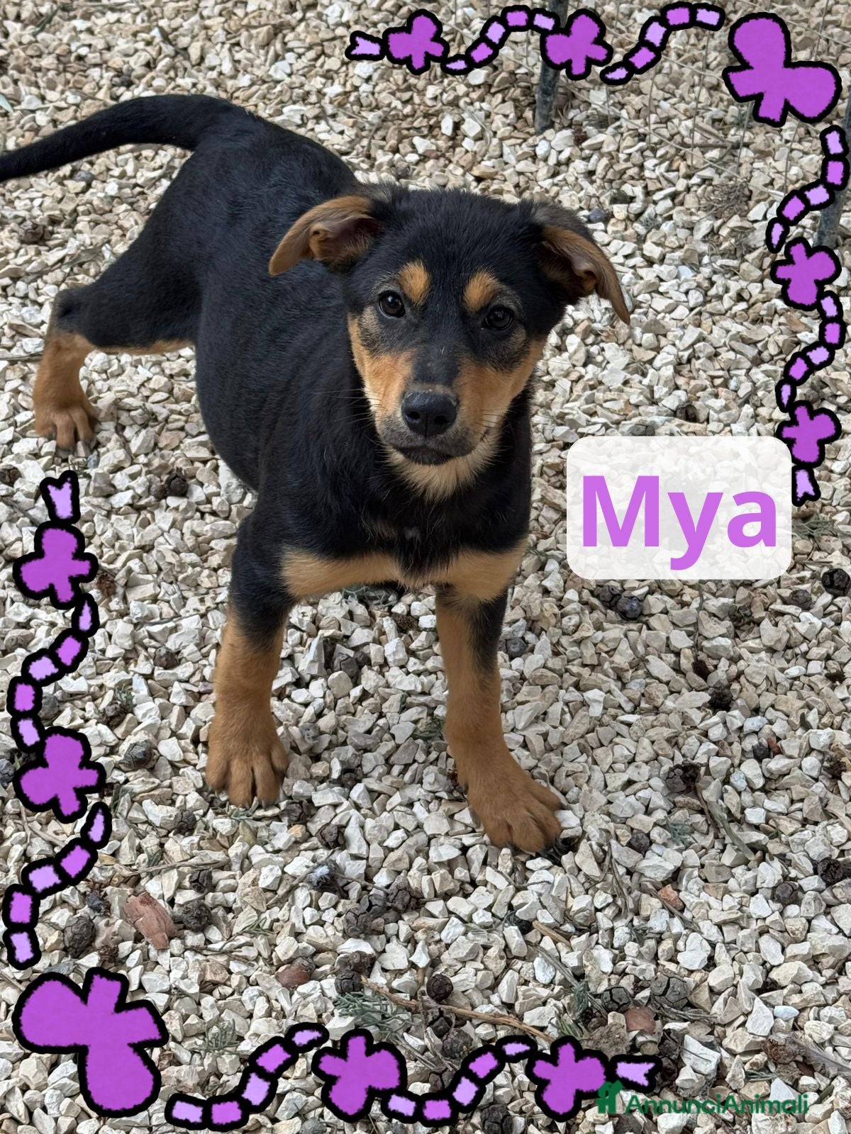 Meticcio cani Piccola Mya  - Annuncio 40