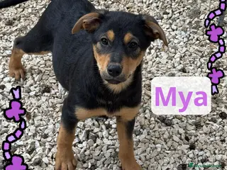 Meticcio cani Piccola Mya - Annuncio 40