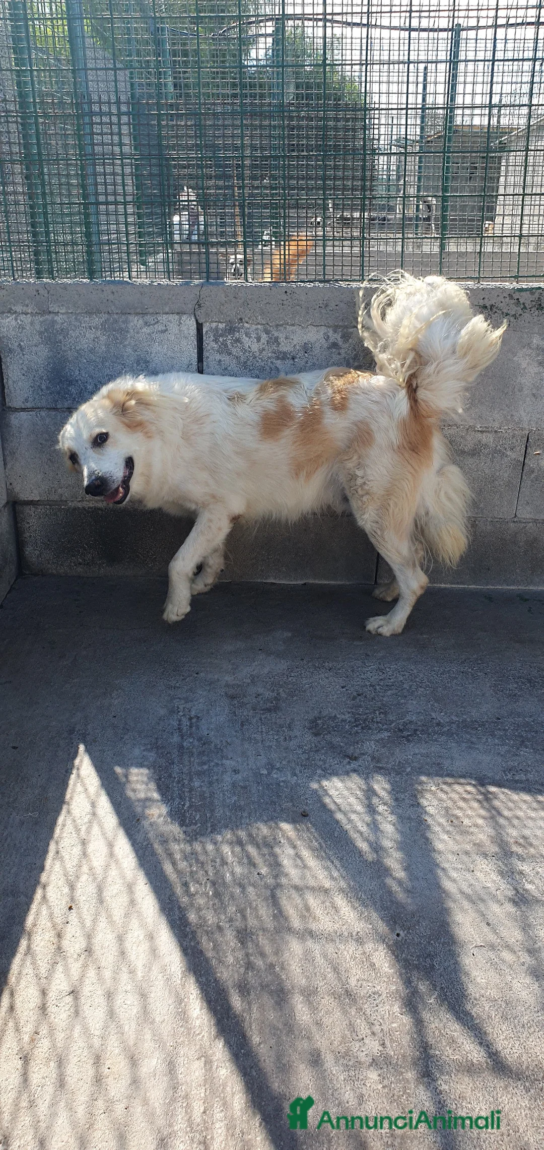 Meticcio cani in regalo: Igor Golden Retriever Meticcio in Canile - Annuncio 11