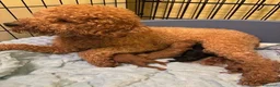Barboncino Toy cani in vendita: Cuccioli Toy Poodle da Genitori Red e Phantom - Annuncio 11