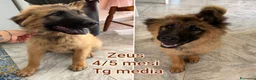 Meticcio cani in regalo: TROPPI CUCCIOLI SOLI IN RIFUGIO  a Provincia di Verona - Annuncio 6