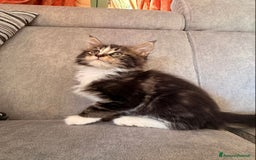 Maine Coon gatti in vendita: Cuccioli Maine Coon  - Immagine 6