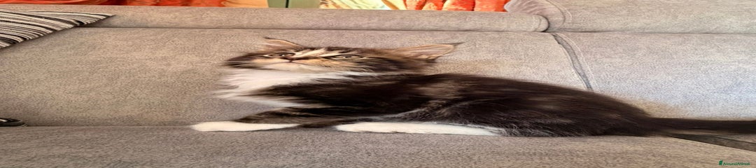 Maine Coon Gattino 1