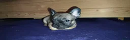 Bulldog Francese cani in vendita: Ultima cucciola di Bulldog francese cream - Annuncio 23