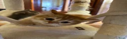 British gatti in vendita: Cuccioli british shorthair - Annuncio 18