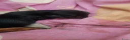Bassotto cani in vendita: Bassotto maschio nero focato - Annuncio 4