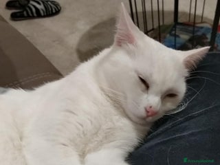 Altre razze gatti Brescia (Buffalora) - Annuncio 3