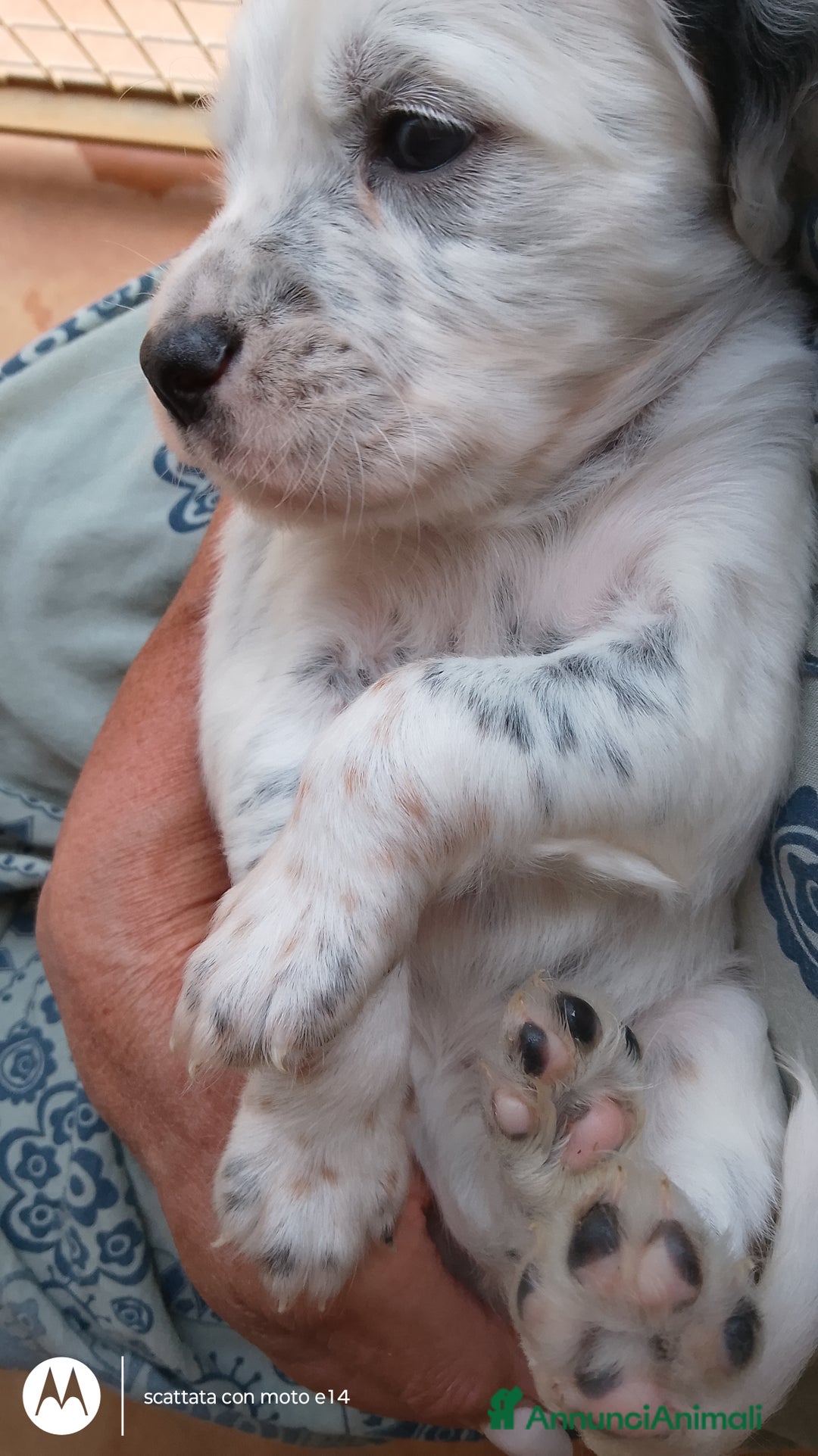 Setter Inglese cani in vendita: cuccioli in vendita - Immagine 2