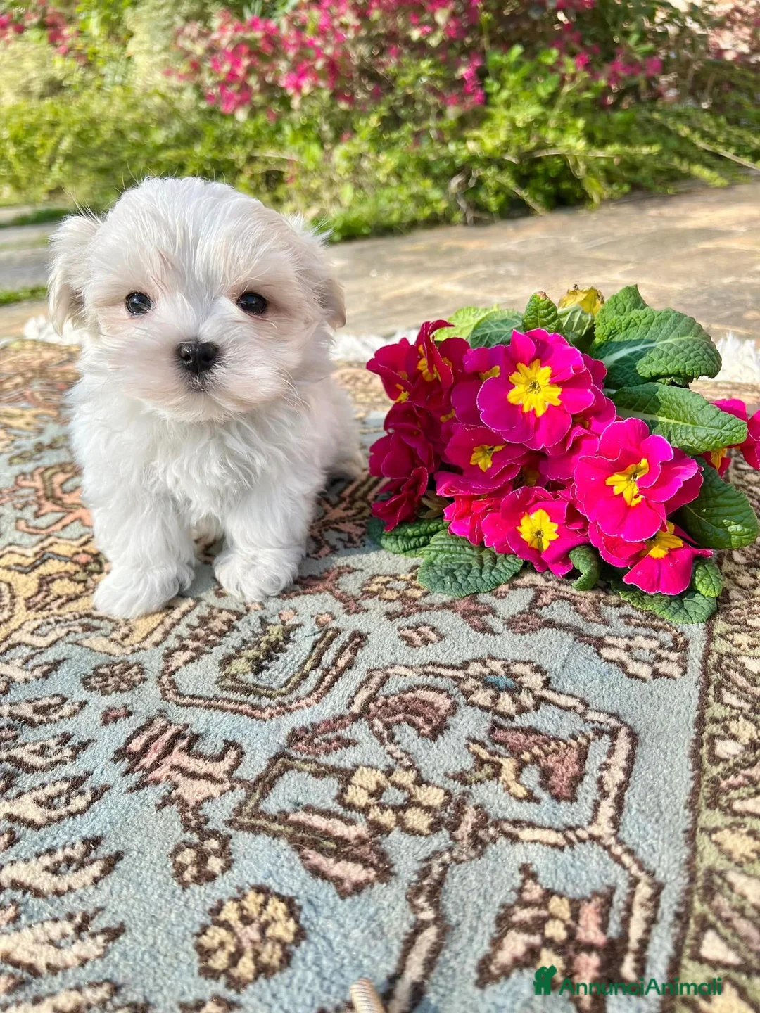Maltese cani in vendita: Cuccioli maltesi con pedigree ENCI a Città Metropolitana di Firenze - Annuncio 4