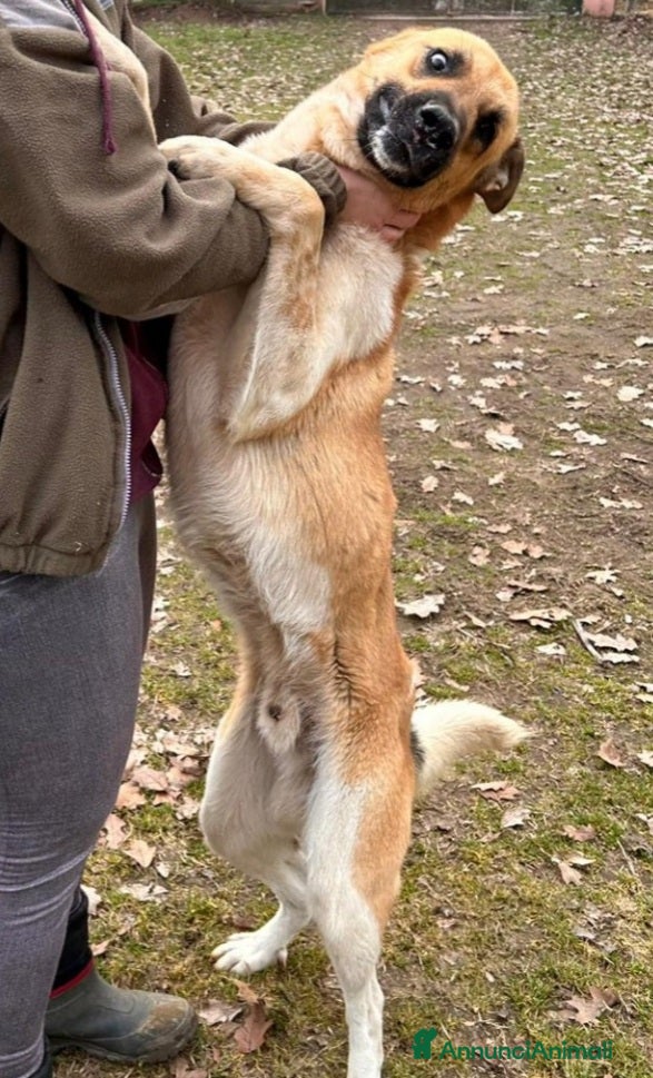 Meticcio cani Pastorino 2anni salvato da 1lager 1anno fa.PAVIA a Città metropolitana di Milano - Annuncio 2