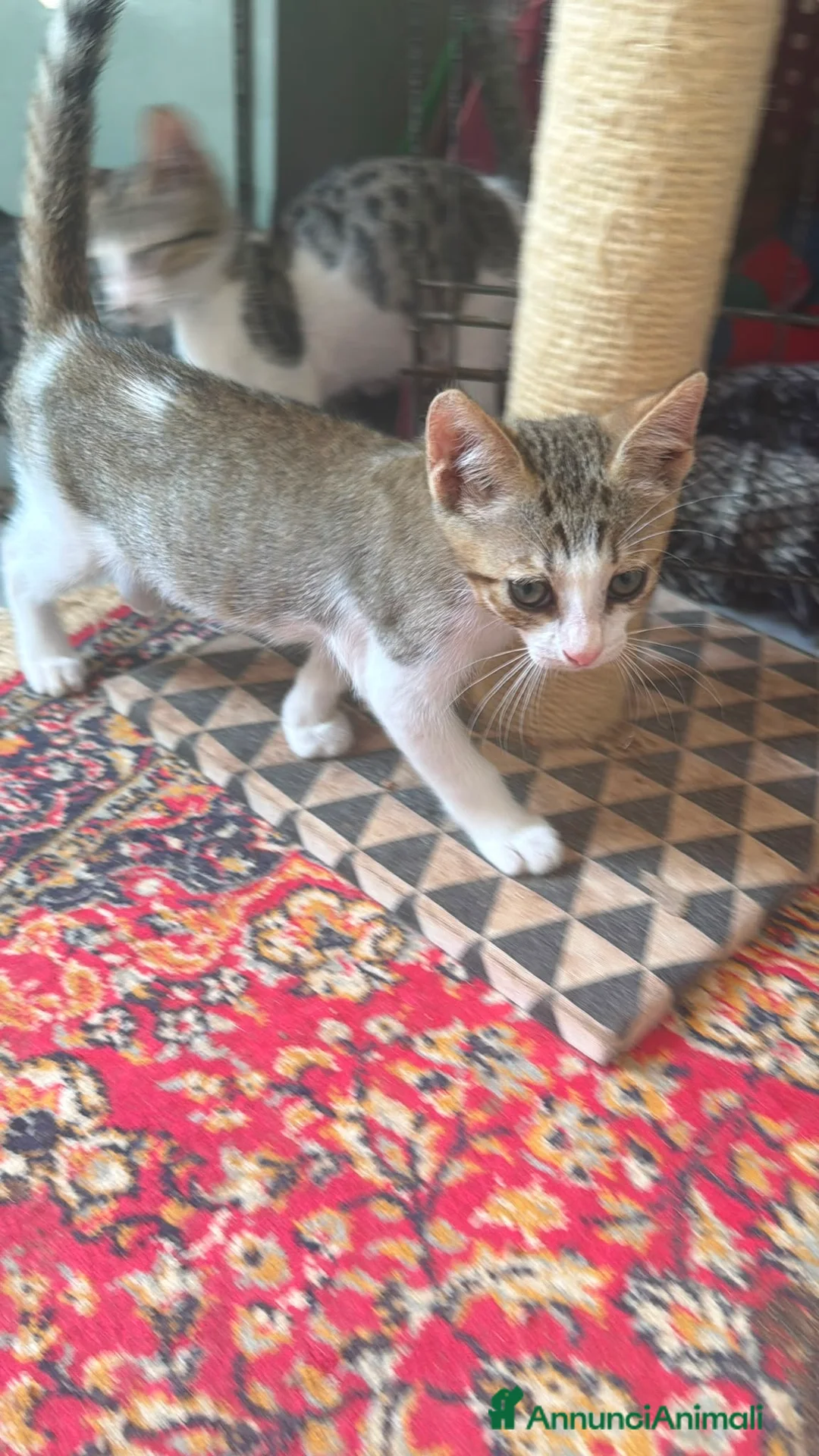 Altre razze gatti in regalo: GATTINI ABBANDONATI: EMERGENZA  a Città metropolitana di Milano - Annuncio 2