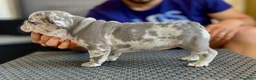 Bulldog Francese cani in vendita: Cucciola Bulldog Francese  - Annuncio 5