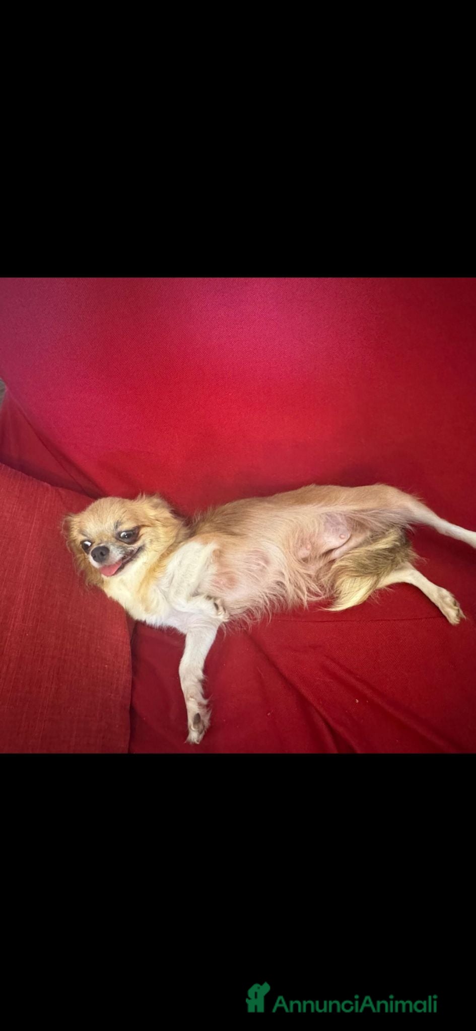 Chihuahua cani maschietto chihuahua pelo lungo pedigree enci  - Annuncio 1
