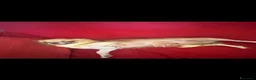 Chihuahua cani in vendita: maschietto chihuahua pelo lungo pedigree enci  - Annuncio 1
