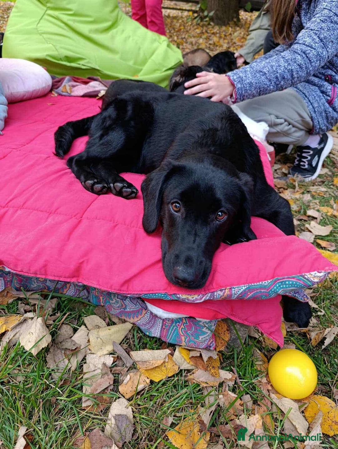 Meticcio cani in regalo: LAJKA 6 KAJA, cucciole invisibili.  - Annuncio 5