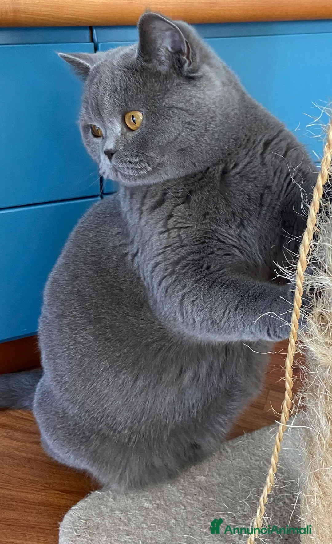 Scottish gatti in vendita: Splendidi cuccioli Scottish Straight Blue  - Annuncio 10