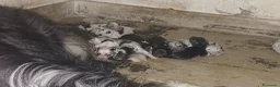 Meticcio cani in vendita: cuccioli pastore della lessinia - Annuncio 8