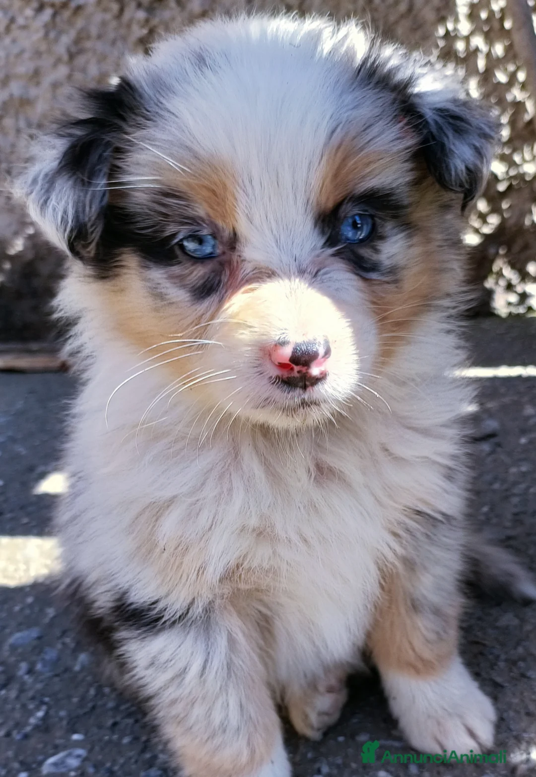 Australian Shepherd cani in vendita: Cuccioli di pastore australiano con pedigree  - Annuncio 7