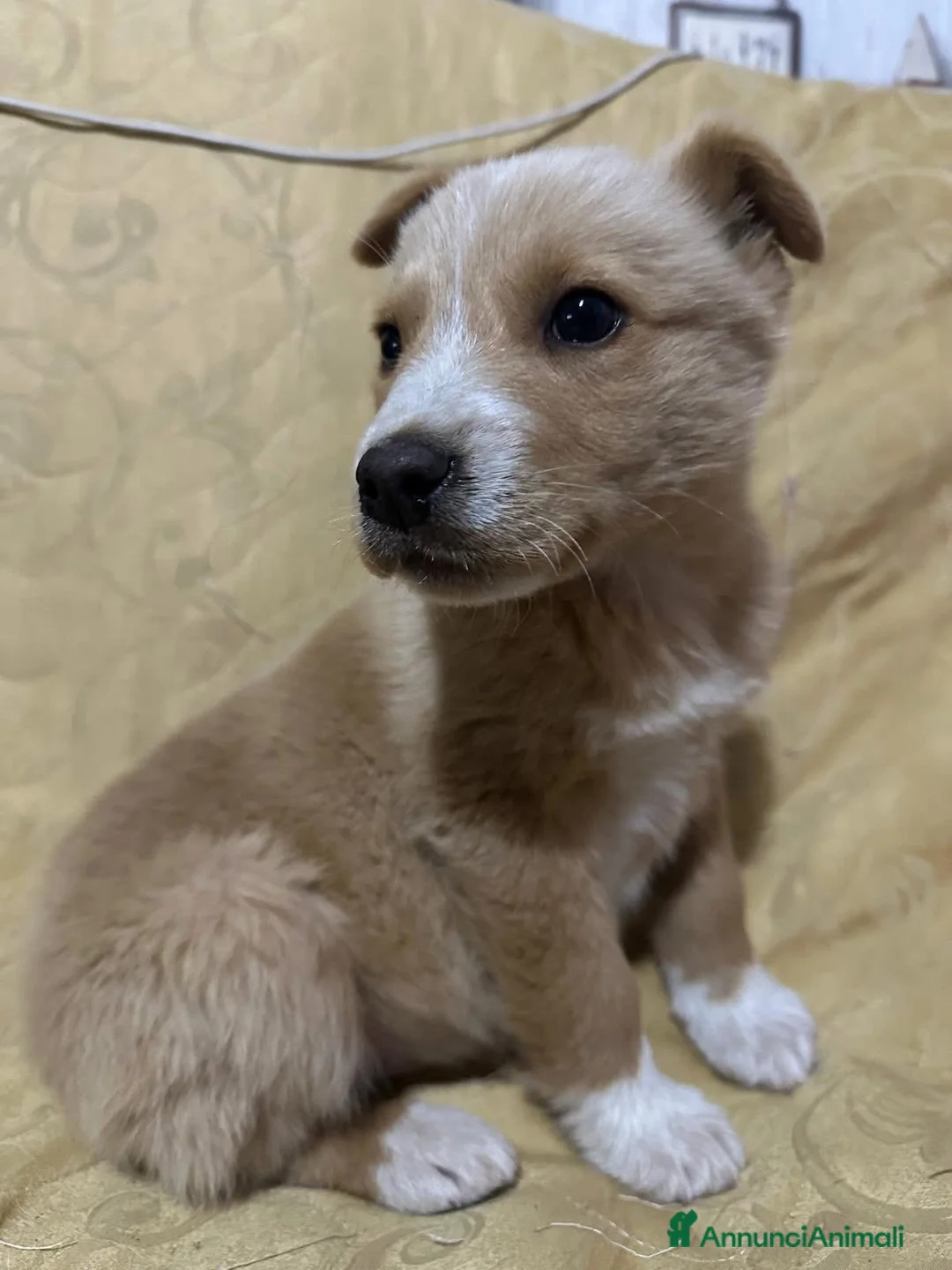 Golden Retriever cani in regalo: Holden cerca casa!!  - Annuncio 4