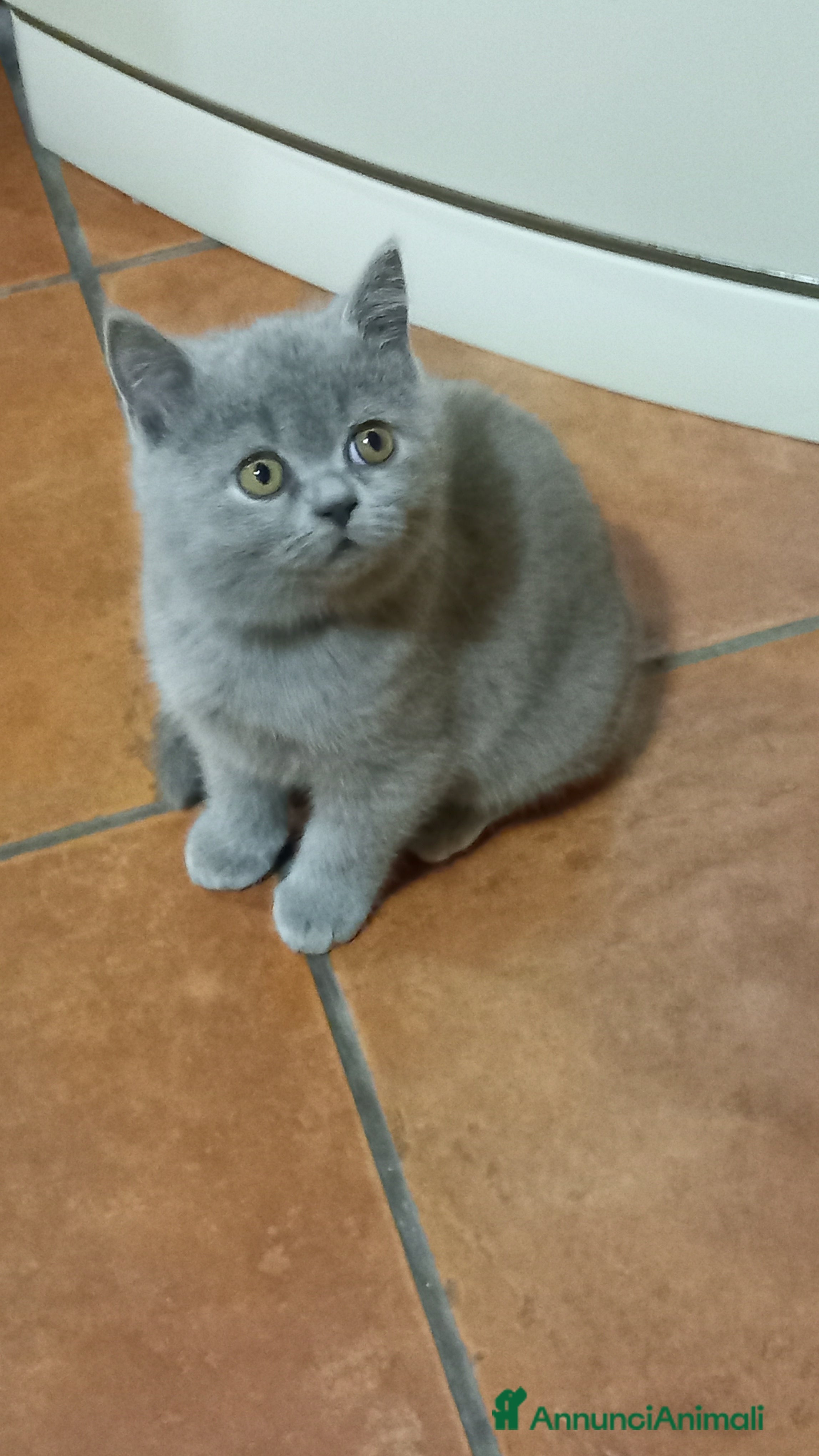 Scottish gatti Scottish straight Shorthair  - Annuncio 2