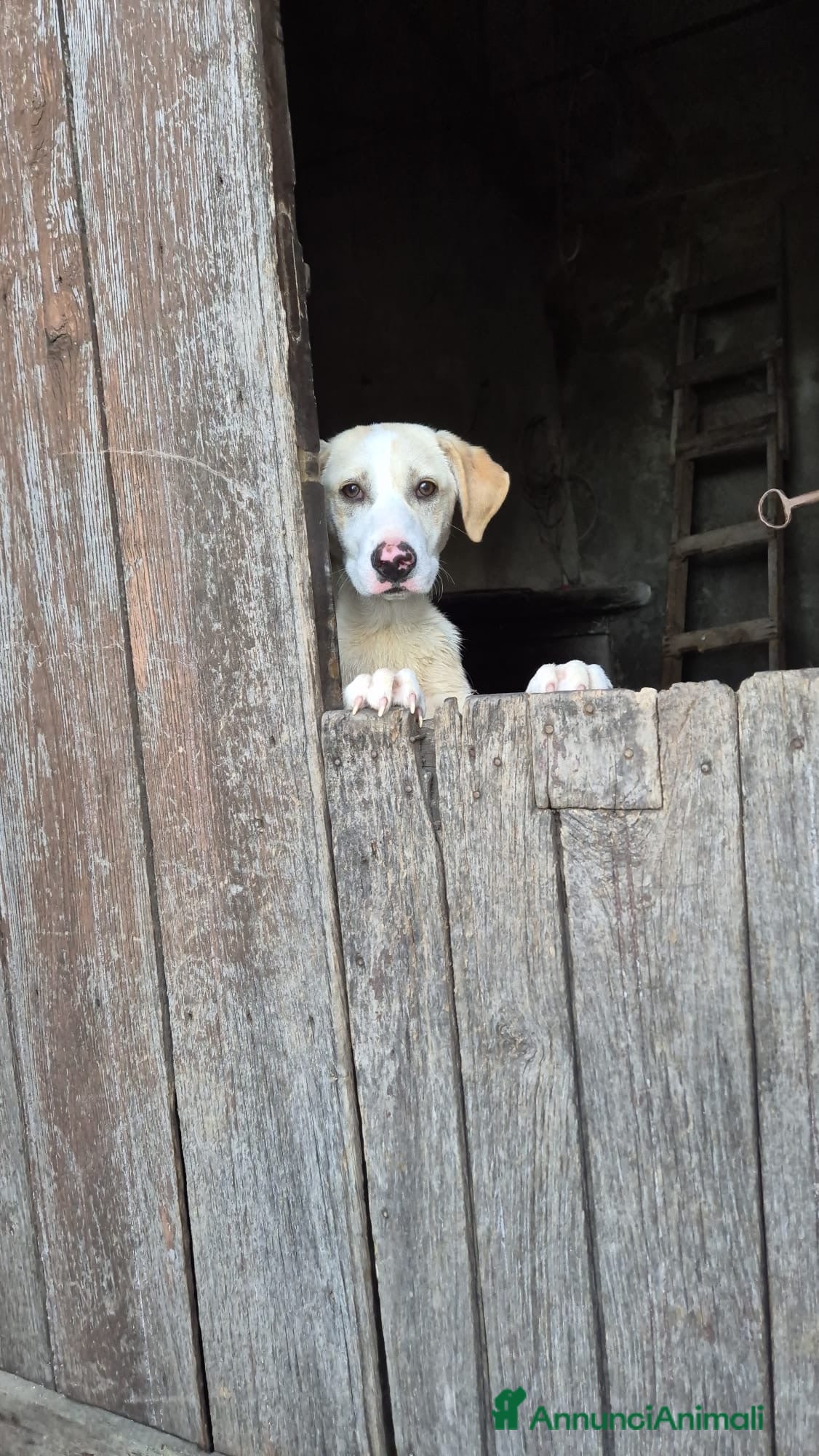 Meticcio cani Hilary  - Annuncio 11