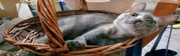 Europeo gatti in regalo: ZELDA, dolce gattina da adottare. - Annuncio 3