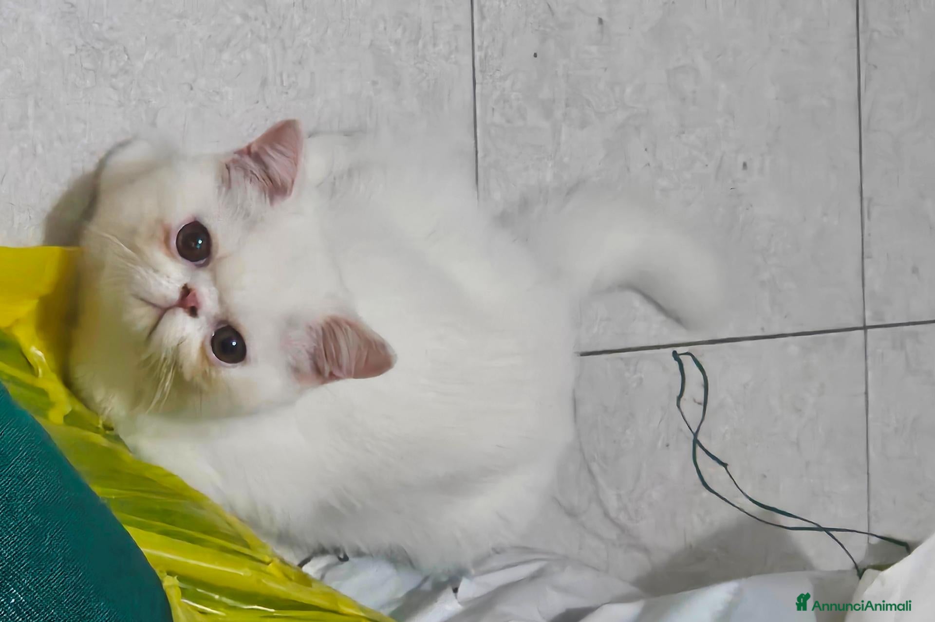 Exotic Shorthair gatti GATTINI EXOTIC SHORTHAIR  - Annuncio 2